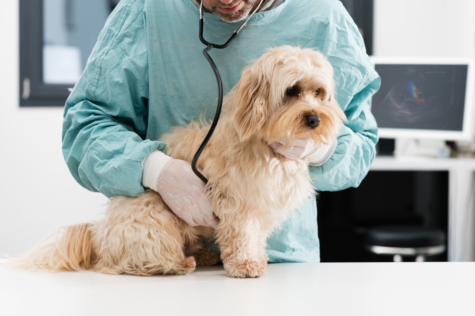 犬